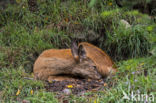 Roe Deer (Capreolus capreolus)