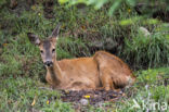 Roe Deer (Capreolus capreolus)