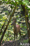 Roe Deer (Capreolus capreolus)