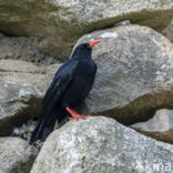 Red-billed Chough (Pyrrhocorax pyrrhocorax)