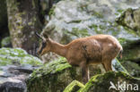 Pyrenean chamois (Rupicapra pyrenaica)