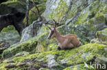 Pyrenean chamois (Rupicapra pyrenaica)