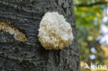 Coral tooth (Hericium coralloides)