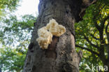 Coral tooth (Hericium coralloides)