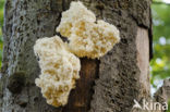 Coral tooth (Hericium coralloides)