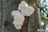 Coral tooth (Hericium coralloides)