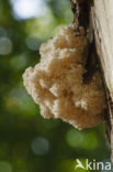 Coral tooth (Hericium coralloides)