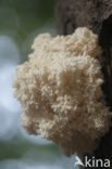 Coral tooth (Hericium coralloides)