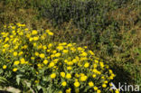 Amplexicaul Hawkweed (Hieracium amplexicaule)