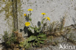 Stengelomvattend havikskruid (Hieracium amplexicaule)