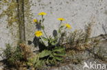 Amplexicaul Hawkweed (Hieracium amplexicaule)