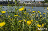 Amplexicaul Hawkweed (Hieracium amplexicaule)