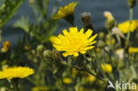 Amplexicaul Hawkweed (Hieracium amplexicaule)