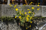 Amplexicaul Hawkweed (Hieracium amplexicaule)