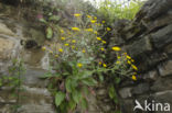 Amplexicaul Hawkweed (Hieracium amplexicaule)