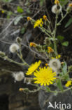 Amplexicaul Hawkweed (Hieracium amplexicaule)