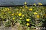 Amplexicaul Hawkweed (Hieracium amplexicaule)