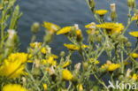 Amplexicaul Hawkweed (Hieracium amplexicaule)