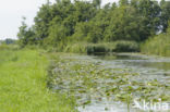 Witte waterlelie (Nymphaea alba)