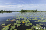 Witte waterlelie (Nymphaea alba)