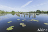 Witte waterlelie (Nymphaea alba)