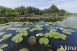 Witte waterlelie (Nymphaea alba)