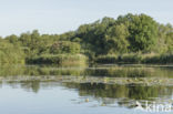 Kortenhoefse plassen