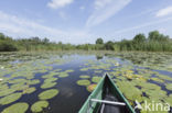 Witte waterlelie (Nymphaea alba)