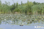 Witte waterlelie (Nymphaea alba)