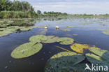 Witte waterlelie (Nymphaea alba)