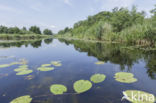 Witte waterlelie (Nymphaea alba)