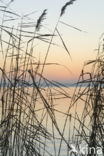 Common Reed (Phragmites australis)