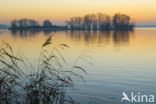 Riet (Phragmites australis)