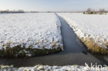 ditch