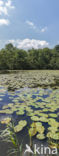 Witte waterlelie (Nymphaea alba)