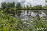 Greater Tussock-sedge (Carex paniculata)