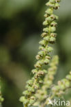 Roman Ragweed (Ambrosia artemisiifolia)