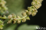 Roman Ragweed (Ambrosia artemisiifolia)