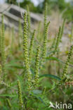 Roman Ragweed (Ambrosia artemisiifolia)