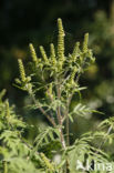 Roman Ragweed (Ambrosia artemisiifolia)