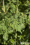 Roman Ragweed (Ambrosia artemisiifolia)