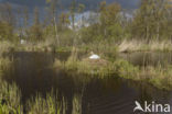 Mute Swan (Cygnus olor)