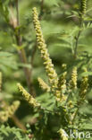 Alsemambrosia (Ambrosia artemisiifolia)
