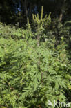 Roman Ragweed (Ambrosia artemisiifolia)