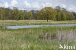 Ankeveense polder