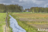 Ankeveense polder