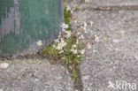 Common Whitlowgrass (Erophila verna)