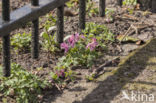 Bulbous Corydalis (Corydalis solida)