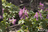 Vingerhelmbloem (Corydalis solida)