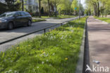 Pinksterbloem (Cardamine pratensis)